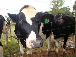 Vaca Holandesa