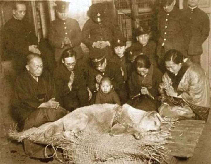 A última foto da Hachiko. Aquele cão que esperou o dono morto na estação por quase 10 anos. Exemplo de lealdade que falta a muitos seres humanos. A foto foi tirada em 8 de março de 1935. Hachiko tinha 11 anos.